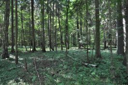 Noclegi w Puszczy Białowieskiej