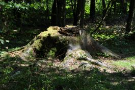 Noclegi w Puszczy Białowieskiej