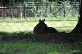 Puszcza Białowieska